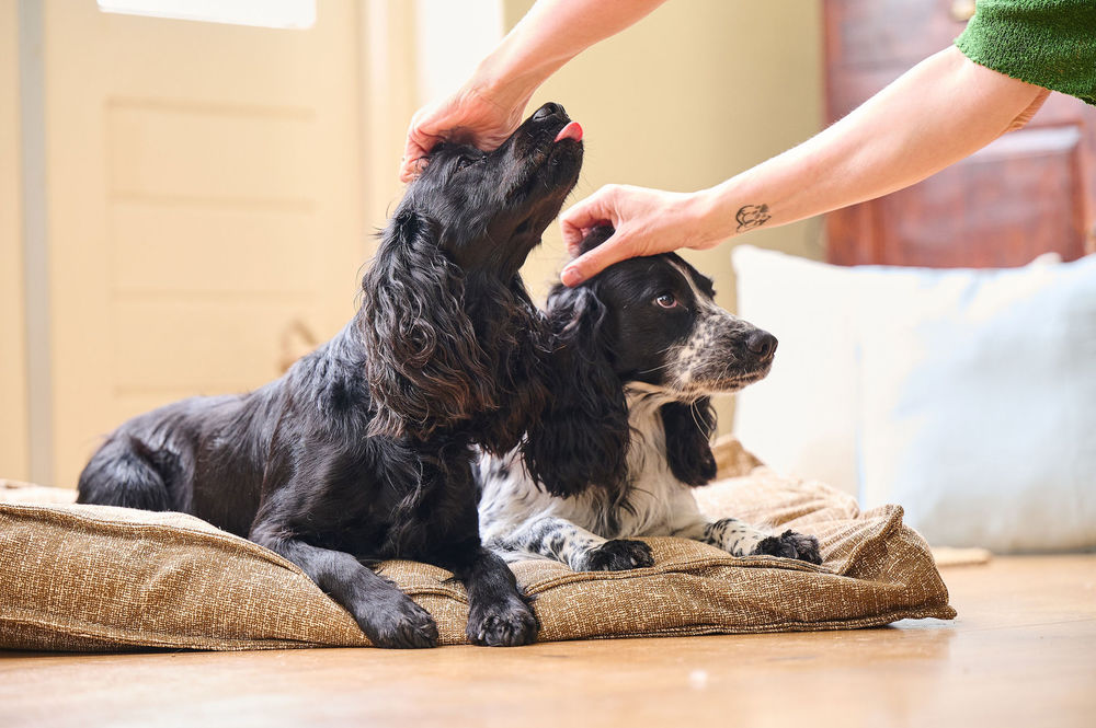 how-to-calm-dogs-during-fireworks-beaphar